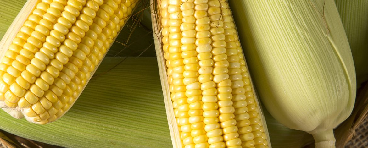 Ear of corn, revealing yellow kernels
