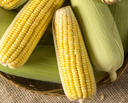 Ear of corn, revealing yellow kernels