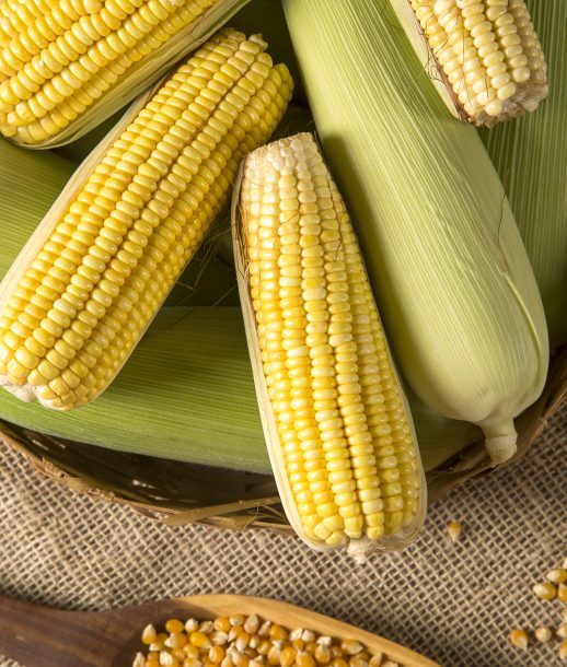 Ear of corn, revealing yellow kernels
