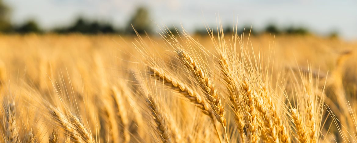Wheat Field Ears Golden Wheat. Rich harvest Concept.
