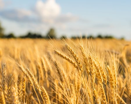 Wheat Field Ears Golden Wheat. Rich harvest Concept.
