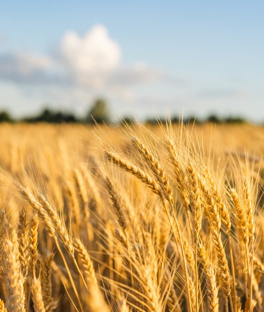 Wheat Field Ears Golden Wheat. Rich harvest Concept.